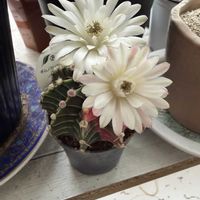 サボテン,お花,白い花,トゲトゲの画像