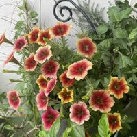 ペチュニア,ポットマム,カダンファンハウス　トパーズ,寄せ植え,オレンジ系の画像