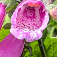 ジギタリス,我が家の花壇,二番花,初めて育てるの画像