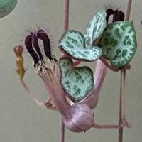 ハートカズラ,ハートカズラ,ラブチェーン,ハートカズラの 花,セロペギア属　ウッディの画像