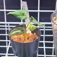 シンゴニウムの画像