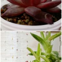 オブツーサ,京の華,紅い多肉の画像