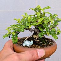 磯ザンショウ,盆栽,ミニ盆栽,盆栽苗木,まめ盆栽の画像