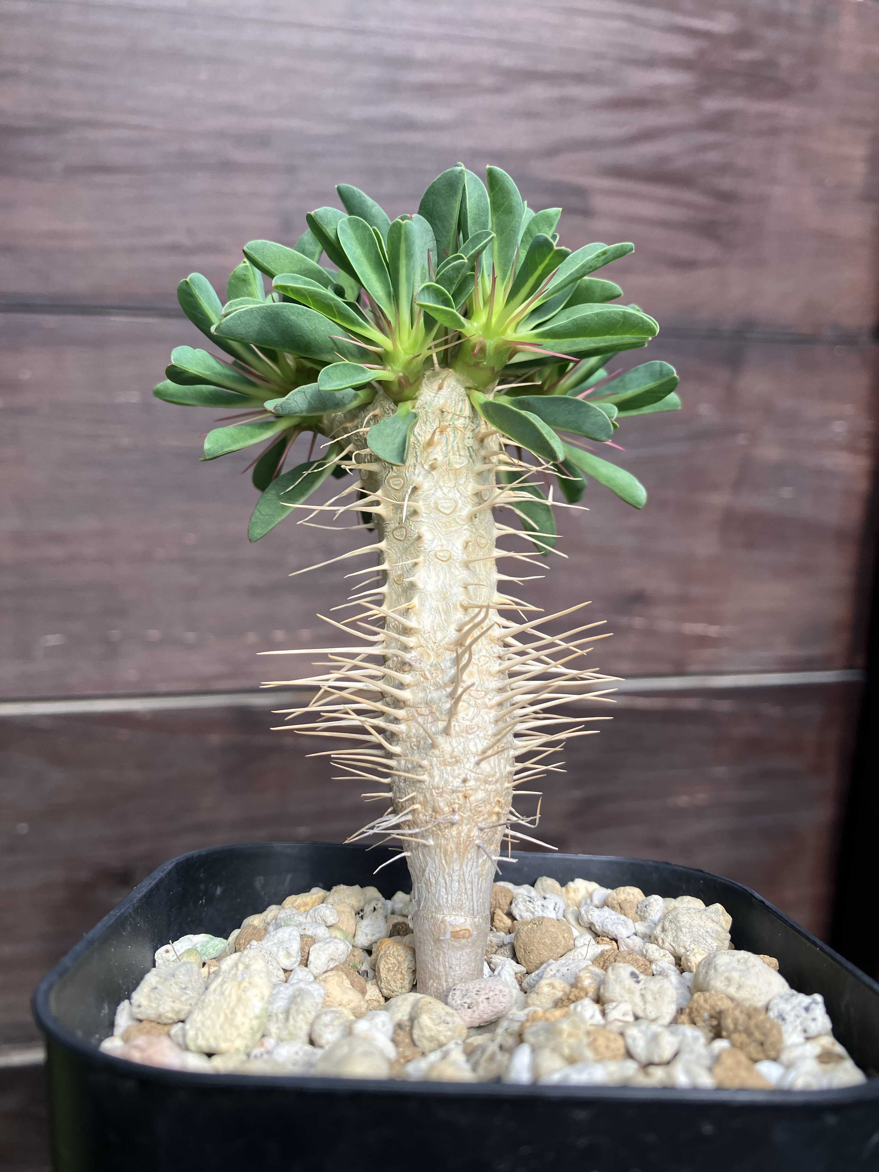 塊根植物・コーデックス｜🍀GreenSnap（グリーンスナップ）
