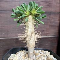 ユーフォルビア・ギラウミニアナ,多肉植物,塊根植物,コーデックス,花のある暮らしの画像