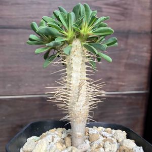 ユーフォルビア・ギラウミニアナ,多肉植物,塊根植物,コーデックス,花のある暮らしの画像