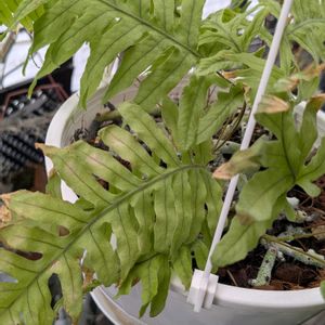 シダ植物,着生植物,珍奇植物,植物のある暮らし,植中毒の画像