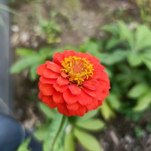 ジニア,かわいい,開花,癒し,こぼれ種の画像