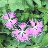 オシロイバナ,ムクゲ,カワラナデシコ,癒し…♡,しあわせ色の画像