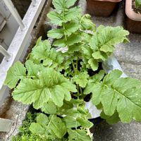 大根,大阪,植物大好き,生き物大好き,お顔がこんにちはの画像