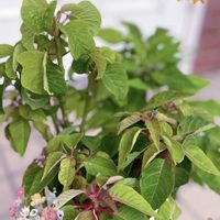 ポインセチア,多肉植物,観葉植物,ガーデニング,庭の画像