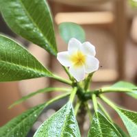 プルメリア,リビング,花のある暮らしの画像