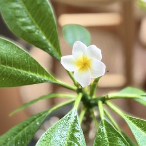 プルメリア,リビング,花のある暮らしの画像