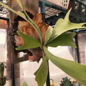 多肉植物,ギムノカリキウム属,フィカス属, コウモリラン ,コウモリラン初心者の画像