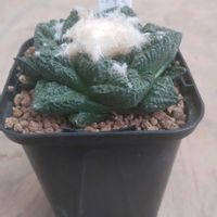 アリオカルプス ゴジラ,アリオカルプス ゴジラ,珍奇植物,グランカクタス,植中毒の画像