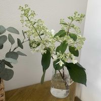 ノリウツギ,鉢植え,フロントガーデン,玄関アプローチの画像