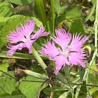カワラナデシコ,山野草の画像