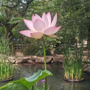 ハス,ハス,ハス,ハスの蕾☆,✨今日のお花✨の画像