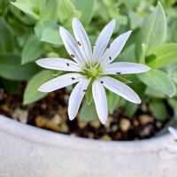 シコタンハコベ,ガーデニング,山野草,我が家の庭,花のある暮らしの画像