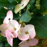 ハナキリン,暑さに強い,ハナキリンの花の画像