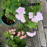花のある暮らし,バラ大好き,バラのある暮らし,紫陽花♡,庭パトの画像