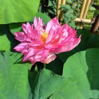 水生植物,花のある暮らし,蓮,庭の画像