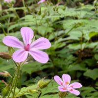 ヒメフウロ,ヒメフウロ,山野草,野草,自生の画像