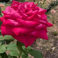 お花,ばら バラ 薔薇,お出かけ先の画像