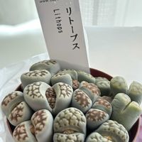 リトープス,リトープス,多肉植物,コノフィツム属,窓辺の画像