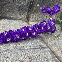 デルフィニウムの画像