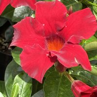 サボテン,ペンタス,サンパラソル,綺麗なピンク色のお花の画像