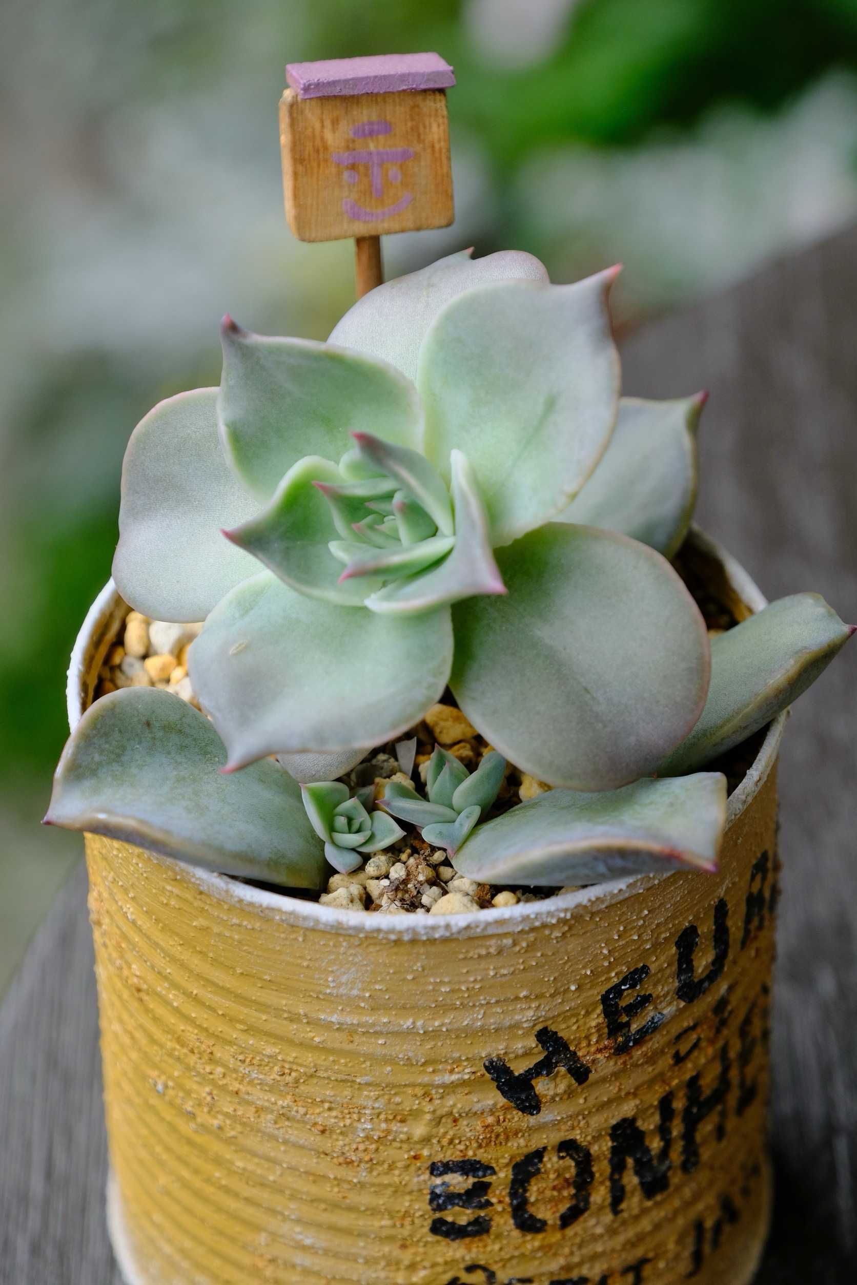 多肉植物の鉢におすすめの素材とは？穴なしは避けた方がいい