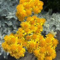 シロタエギク,シロタエギク,公園,観葉植物,花壇の画像
