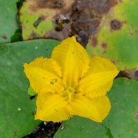 アサザ,GSに感謝。,準絶滅危惧種,植物観察,植物散策の画像