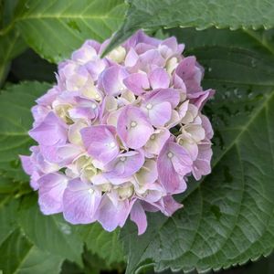 花壇,ピンク,マンションの画像