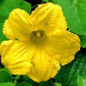カボチャ,カボチャ（南瓜）,大きな花,夏野菜,黄色の花の画像