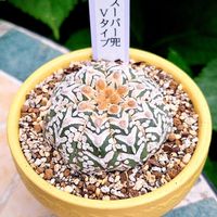 十二の巻,ハオルチア 十二の巻,スーパー兜,ヤモリ,十二の巻 ワイドバンドの画像