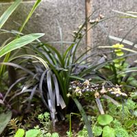 コクリュウ（黒竜）の画像