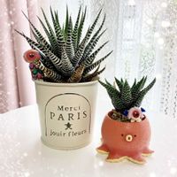 十二の巻,可愛い〜♡,多肉植物のある暮らし,とってもキレイ♡,キュンキュン乙女倶楽部の画像