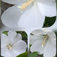 アンゲロニア,ハイビスカス,ポーチュラカ,マーガレット,ムクゲの画像