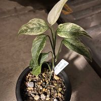モンステラ,斑入りモンステラ,モンステラ　ラニアタ　フルミント,新葉,植物のある暮らしの画像