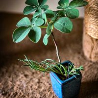 アデニア・グラウカ,塊根植物,コーデックス,塊根,アデニア属の画像