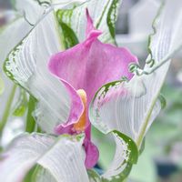 カラー,カラー・フローズンクイーン,観葉植物,ガーデニング,涼しげの画像