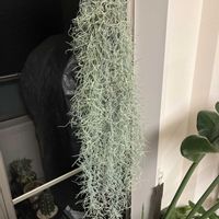 ウスネオイデス,エアプランツ ウスネオイデス,エアプランツ,植物のある暮らし,リビング・ダイニングの画像
