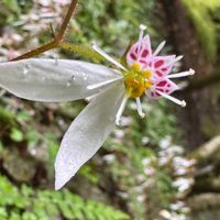 ユキノシタの画像