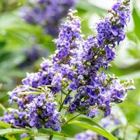 セイヨウニンジンボク,ハーブ,花木,落葉低木,シソ科の画像