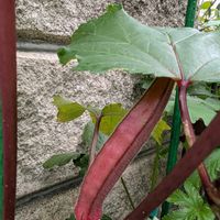 オクラ,ガーデニング初心者,おうち園芸,小さな庭,家庭菜園の画像