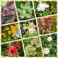 ハーブ,季節の花,花のある暮らし,花いろいろ,宿根草大好きの画像