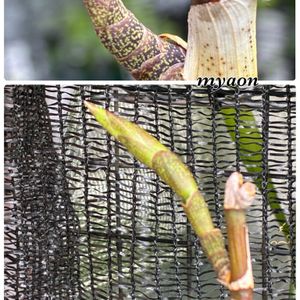 Den.moschatum,Den. victoria reginae,蘭、らん、ラン,ピンギキュラ・アフロディーテ,デンドロビウム ビクトリア レギネの画像