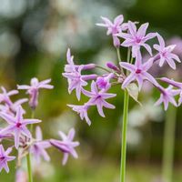 ツルバキア,球根植物,ピンクの花,ヒガンバナ科の画像